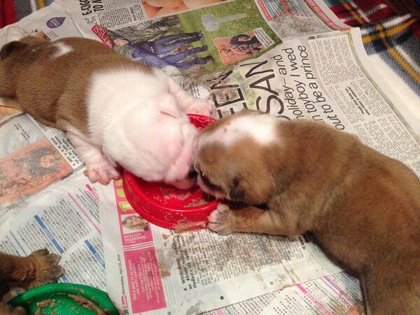 BulldogsofHull's tweet photo. First proper food tonight  #MessyPups http://t.co/GfJVoLGAF2