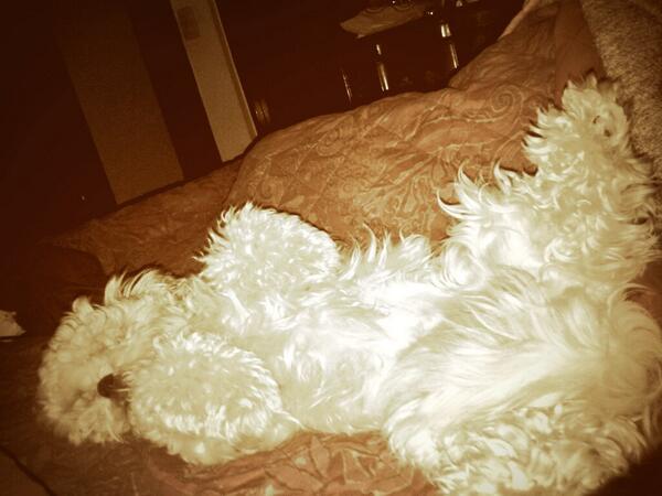 agusriarte's tweet photo. No cualquiera duerme así su siesta!!! Jaja http://t.co/FOYFiQB9Fk
