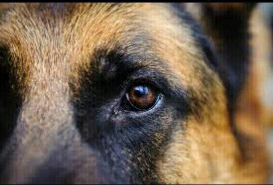 Pastor__Aleman's tweet photo. Una mirada no dice nada, y al mismo tiempo lo dice todo @XhelazzOficial http://t.co/eWyWmF1R8F