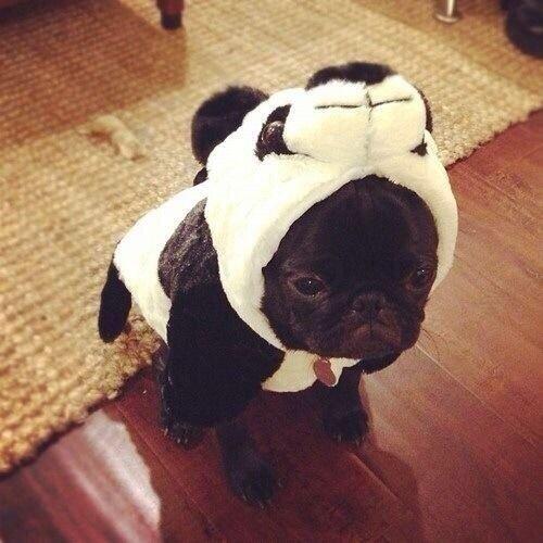 ItsAnimalPix's tweet image. Told him he could be anything... he chose a panda. He then regretted his decision.