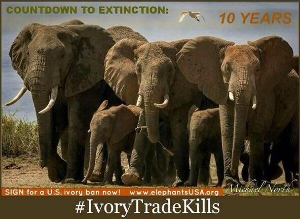 AmyApostolico's tweet photo. Please RT &amp; SIGN 2 Save! 11,000 Americans 🐘 #SignforElephants complete ivory sales ban. #hope http://t.co/Iu9pGyEert http://t.co/O7qRogA6qo