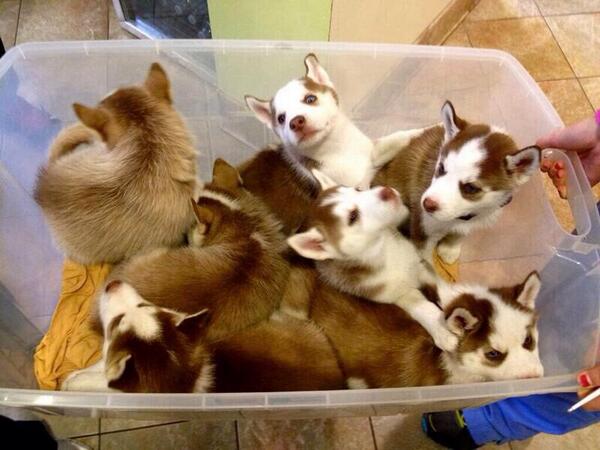ItsAnimalPix's tweet image. Just a tub full of huskies.