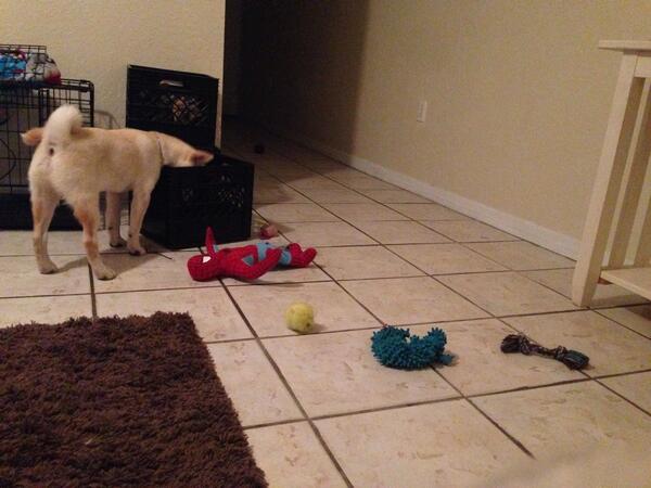 feeee123's tweet image. Put all of his toys in a crate and he literally took them all out one by one... 😒 #neverpleased