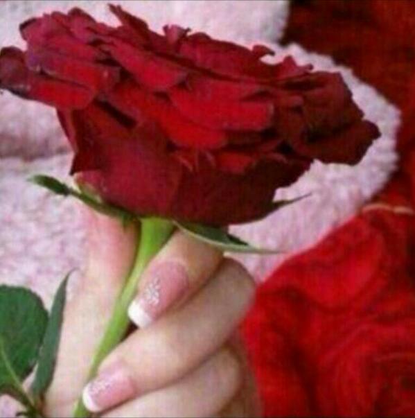 aaaa13151's tweet photo. @abobandar861 
صباح الورد http://t.co/fg7osErlhU