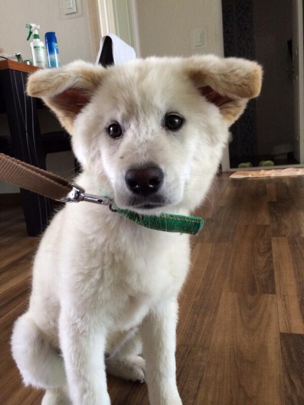 길잃은 강아지를 데리고 있습니다..수영초등학교 근처에서 발견했고 일단 씻겨서 데리고 있습니다..견주분 찾을 수 있게 도와주세요.. #화성 #수영리 #hwaseong #doggy #puppy #유기견