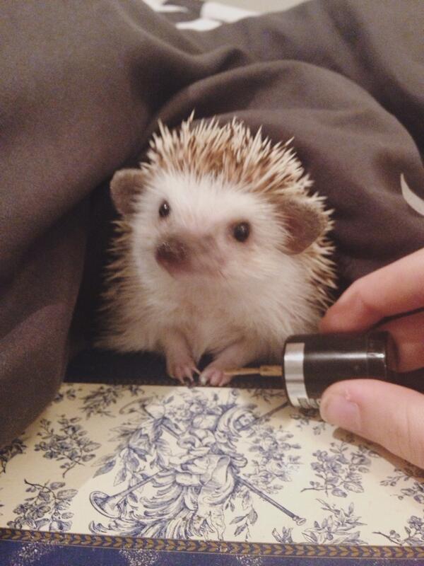 OfficialNala's tweet photo. getting my nails done http://t.co/KAG8GhDwlZ