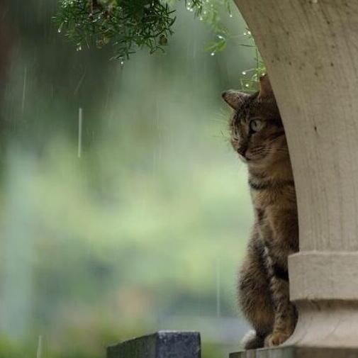 Кот и дождь
