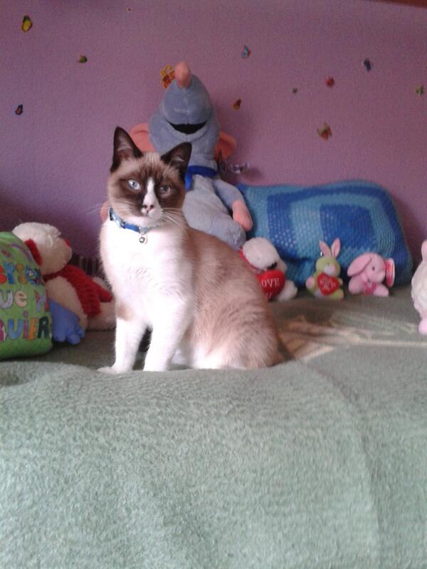RRoblas's tweet photo. Gato perdido en Montequinto. Si crees haberlo visto llama al 677183538,por favor.Difunde.@Montequintoinfo http://t.co/tcQqvd1RUX