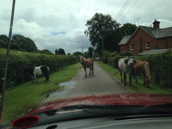 Forest_Commoner's tweet photo. Traffic jam. New Forest style. #cows #ponies #NewForest https://t.co/ZmDU23U7vm
