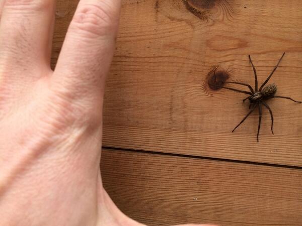 Sharpiy's tweet image. This was way too close and the photo makes it smaller! How close will you let the spider get? #spiderhand
