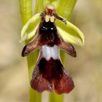Super time to see Burren orchids in #bloom from Dense flowered & spotted orchids this 1 a Fly orchid @bloominthepark