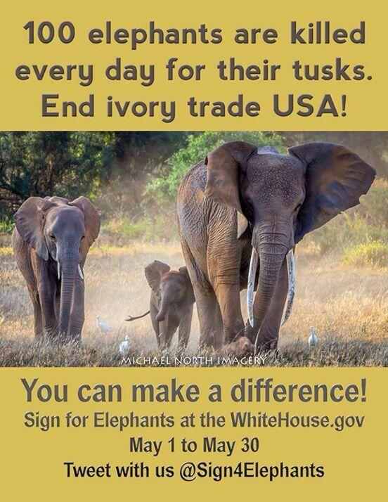 jilleeeebean's tweet photo. URGENT! #SignforElephants NOW for COMPLETE ivory sales ban in U.S. http://t.co/x3YQy6AGks  http://t.co/Zq4G6k03QM  http://t.co/MP3zthNTMj