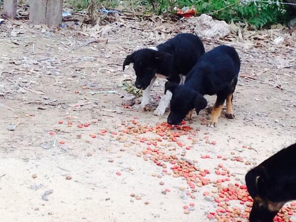 maxarmoza's tweet photo. Por favor me ayudan a difundirlo? Queda uno de los machitos de 60 días durmiendo en la calle!! Necesita hogar! RT http://t.co/ydQo6tiG9S