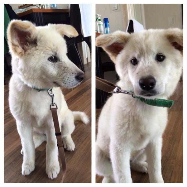 길잃은 강아지를 데리고 있습니다..수영초등학교 근처에서 발견했고 일단 씻겨서 데리고 있습니다..견주분 찾을 수 있게 도와주세요.. #화성 #수영리 #hwaseong #doggy #puppy #유기견