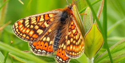 Le papillon menacé #Damier de la Succise n'avait plus été vu depuis 2006, mais retour confirmé dans le boulonnais !