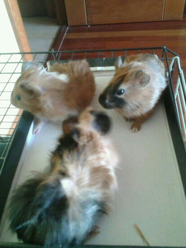 Cora_Spain's tweet photo. Que majos ¿a que son bonitos? http://t.co/XD1Le6SGLr