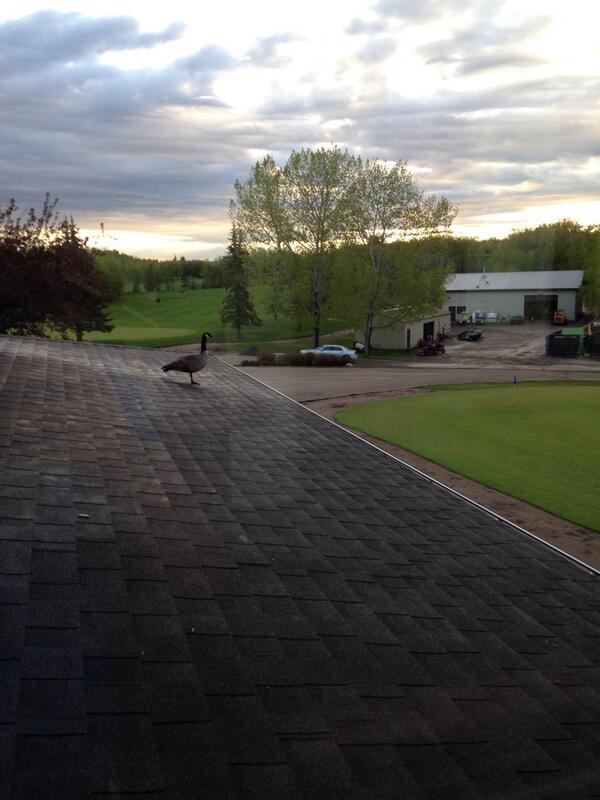 dianestrang's tweet photo. @JordanKrulicki @chelseayvonne @NickConniffCPGA look who's back... http://t.co/vqyeStGNpa