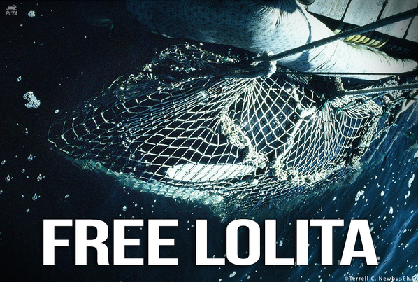 Held in captivity for 42 YEARS.

Hasn't seen another orca since 1980.

Help #FreeLolita NOW: peta.vg/freelolita