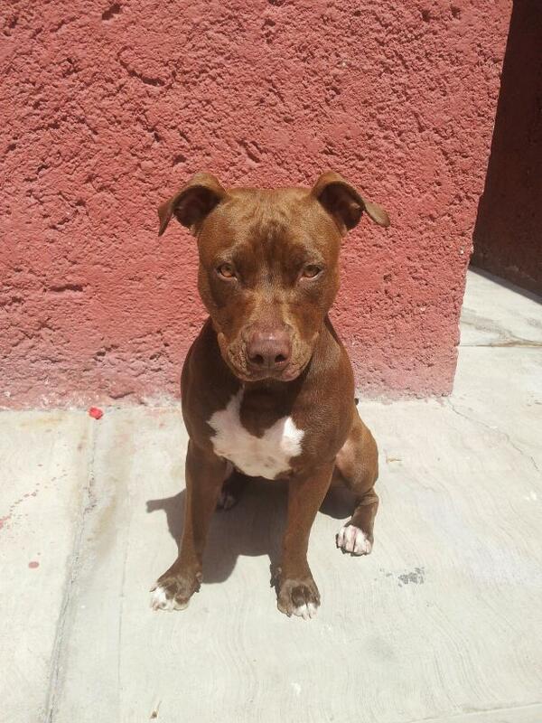 andres_wayne's tweet photo. #canela #AmoMiPitbull <3 http://t.co/oqEk0qtlYI