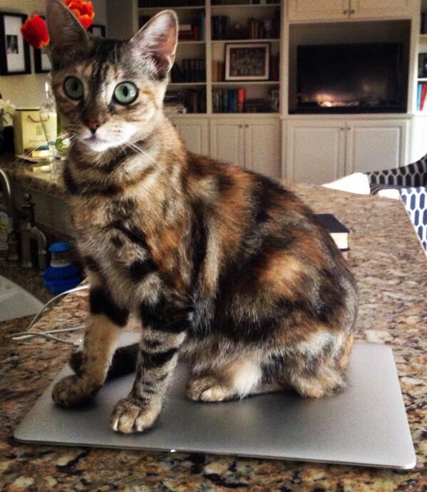 PurinaCatChow's tweet image. Pippi is enjoying her very expensive seat-warmer this morning. #cats