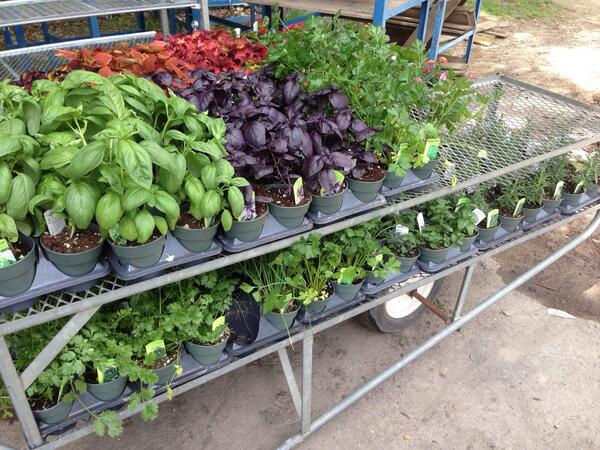 Lot of aromatic herbs for Saturday @AberfoyleMarket