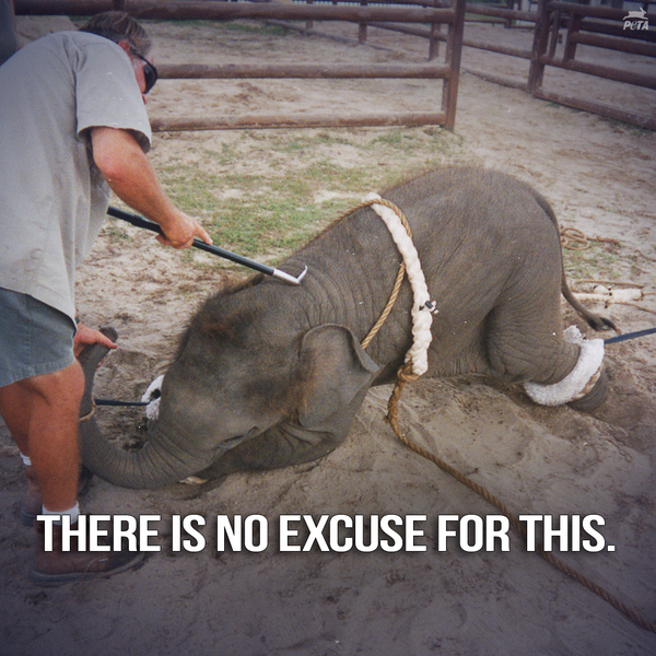 peta's tweet photo. PROGRESS! Miami Beach is the latest city 2 BAN bullhooks &amp; whips in circus: http://t.co/xG1KFi4NSW

#BoycottTheCircus http://t.co/nSRV9THLxe