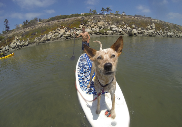 Check out the Top 5 reasons it's great to be a #SUPpup : bit.ly/1rkDRMR #paddleboarding #waterdog #supconnect