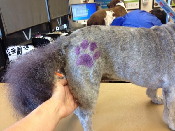 RhianneCha's tweet photo. Sadie enjoying her first pet expressions @Petsmart924#inspiredbypets#petexpressions#canadapetm http://t.co/0itgySrLPP