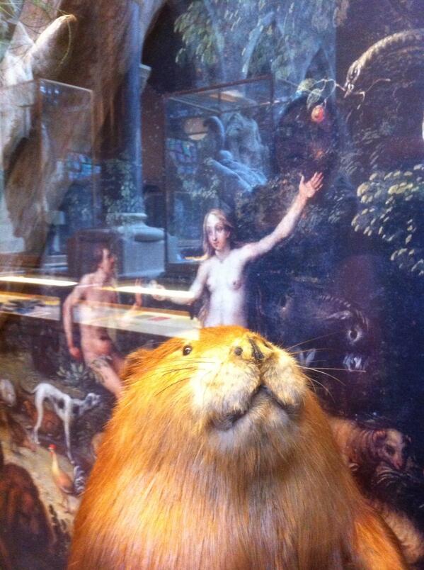 GrahameStokes's tweet photo. Nice beaver!!! #oxfordnaturalhistory http://t.co/Gp88bUp7yI