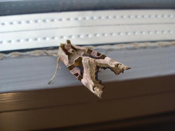 Check out this awesome moth we found on the door to the mill! Its an #angleshades moth