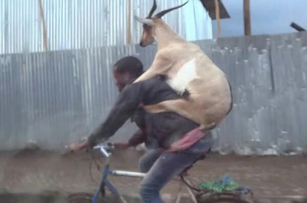 JOEdotie's tweet photo. We actually cannot stop laughing at this – here’s a video of a goat riding a man riding a bike
http://t.co/itDOwea5pK http://t.co/QOvaOHMeK7