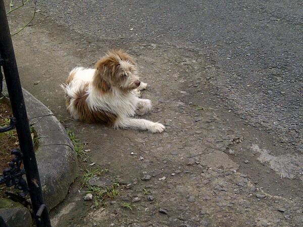 Ada yg mau nampung dia? Kasian gada yg punya gada yg urus :( <a href="/ADefenders/">American Defenders</a>