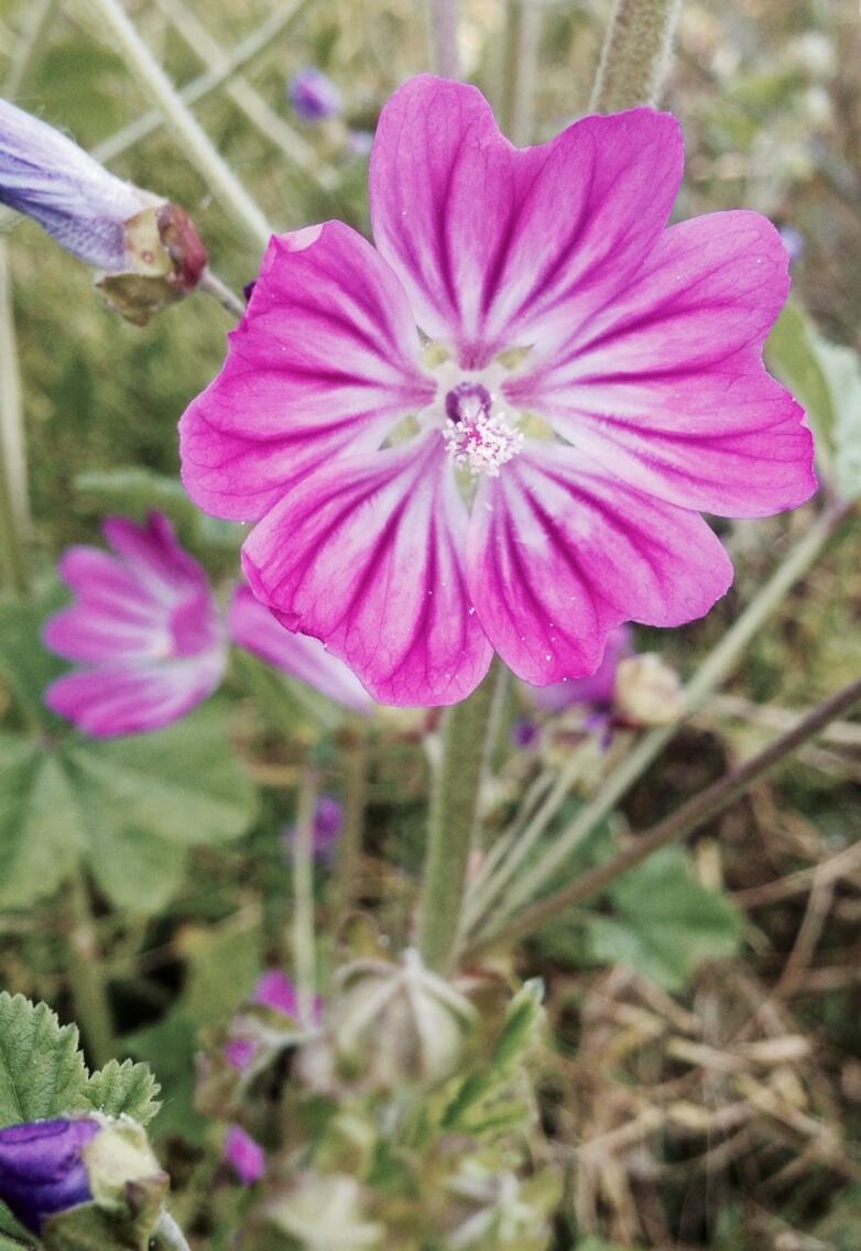 Permalien de l'image intégrée