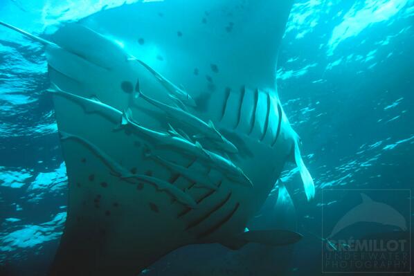 TJIF Fly with me #underwater #photography