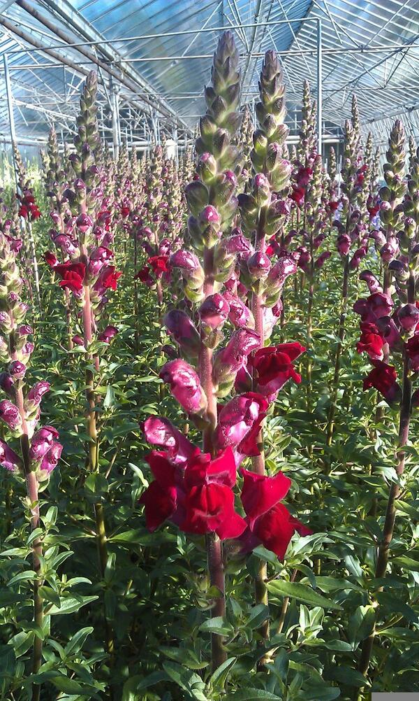 BJ Richards Flowers tweet media