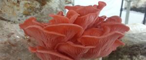 FreshStartGrow's tweet image. Get your spore on! This hands-on workshop covers general gourmet mushroom cultivation. freshstartgrowers.com/store/mushroom…