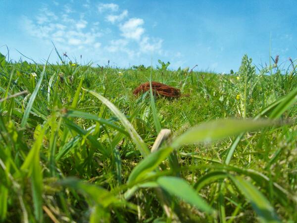Hiding in the long grass ..