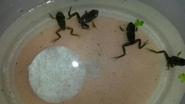 BrunelClass's tweet photo. Releasing our frogs! http://t.co/lg3GLayNa0