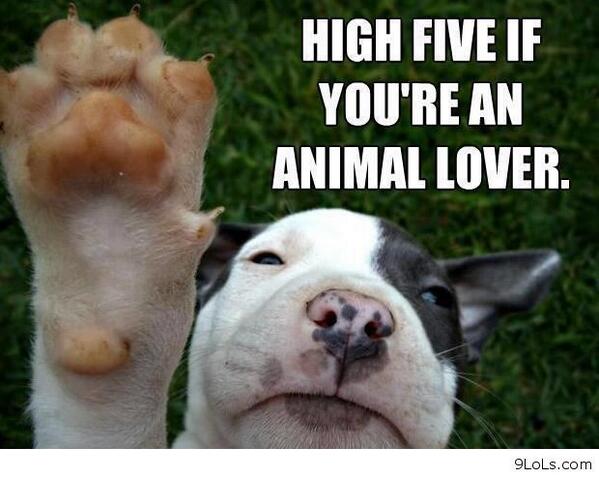 DhordD's tweet photo. RT if you if you have ever been inspire by a pet. Tell your story at #inspiredbypets #westpetm http://t.co/WDuGqIkMb9