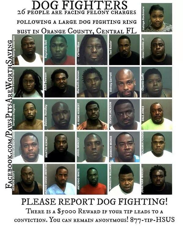RocketRescues's tweet image. #Florida #DogFighters #Losers #AnimalAbuser #animalcruelty #pitbull #Craigslist #RETWEET -@wjxt4