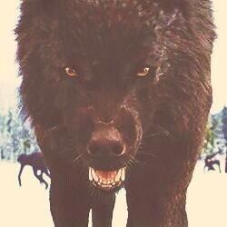 SamTheAlpha's tweet image. *snarls* If you wanna be in my pack just tell me