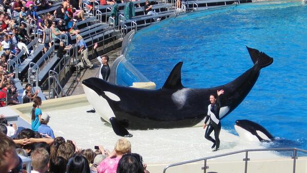 nycjim's tweet photo. 38 members of Congress call for immediate action to protect killer whales. http://t.co/LOyshn6lzq #blackfish http://t.co/6PGYndmUTr