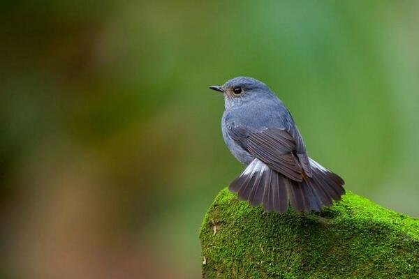 spnn52n9's tweet photo. “@cmelakigor: Plumbeous Water Redstart by Sherry Lin via http://t.co/8MA6vIsvNi #500px http://t.co/w8cpteztlU”