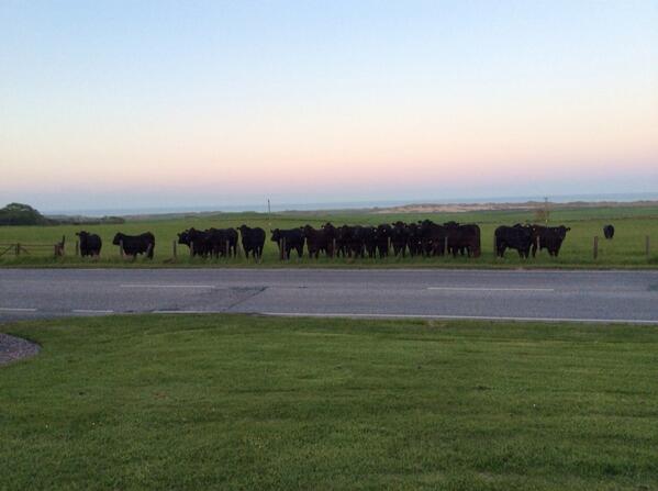 CampbelVictoria's tweet photo. Even the coos came to listen to the jazz! @TheCock_Bull http://t.co/5ZkMKVCbLx