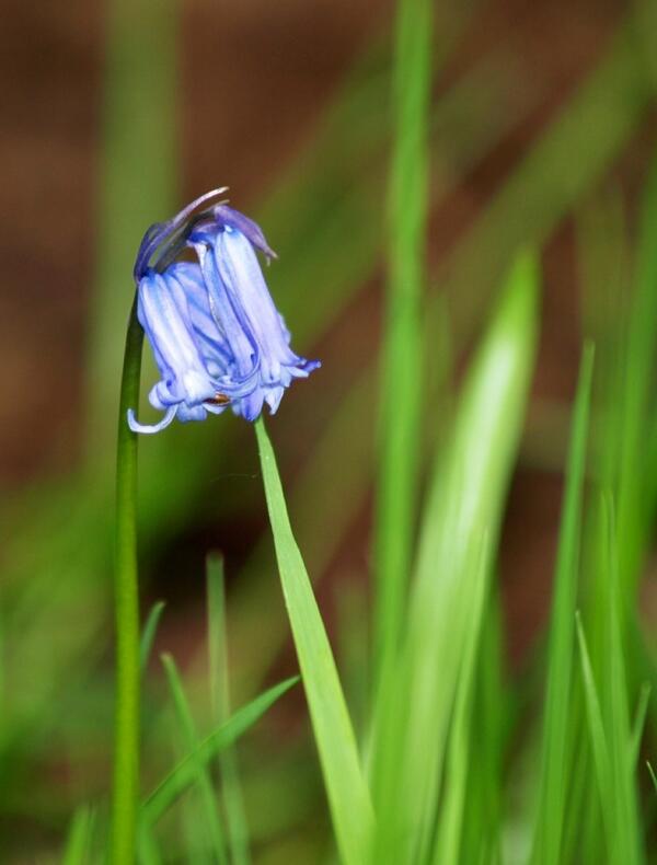 ajsk's tweet photo. bluebell http://t.co/ousijYhP5F