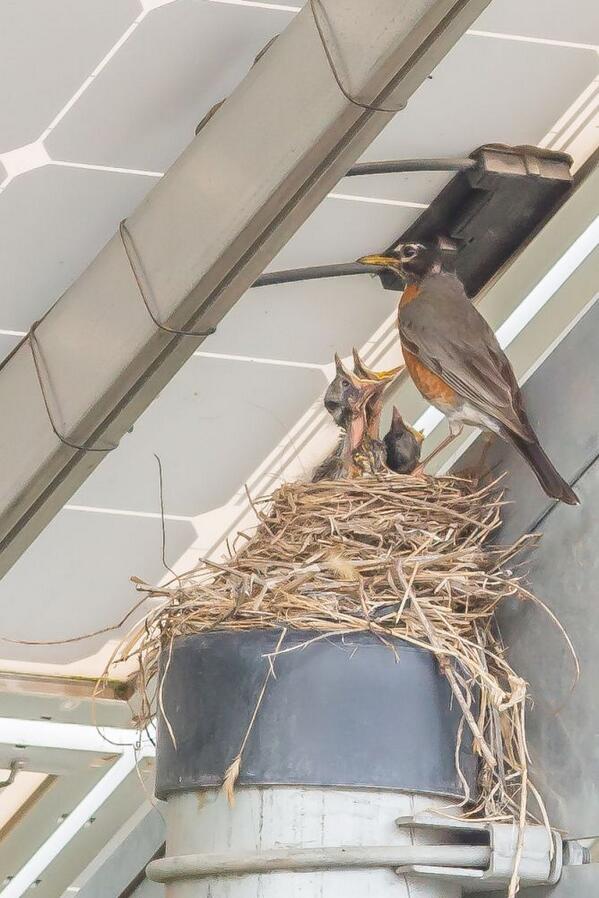 PhippsNews's tweet photo. It looks like this robin and her chicks are quite happy in their home under one of our solar panels. http://t.co/Eq4HBBxVNw