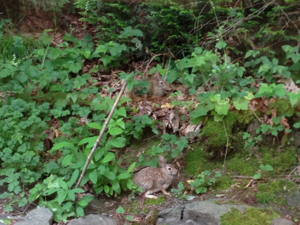 Students are enjoying observing the bunnies that have been spending time around the Park Campus #Montessori #outdoors