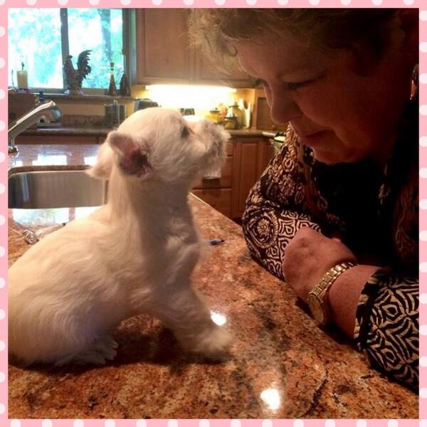 Suburbiavet's tweet photo. Tellie the Westie pup having a conversation with Dr. McGuire! #dogs #westie #puppylove #adorable #puppy breathe http://t.co/vpx4cOjKH8