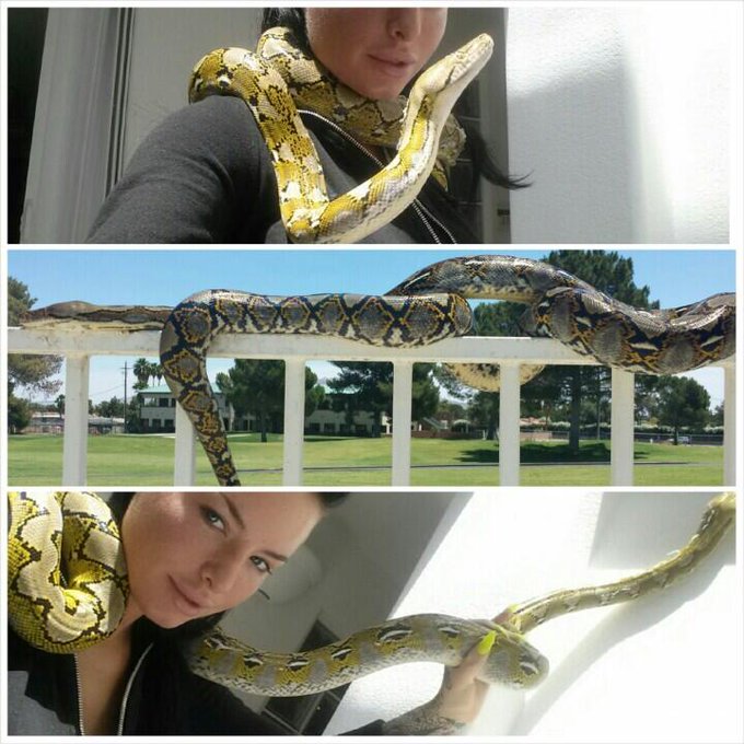 Butter the platinum and Scotch the normal het albino http://t.co/D3RlESOoEs