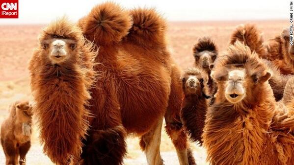 CNN's tweet photo. Ever dreamed of being a wildlife photographer? Here are 10 tips to get started: http://t.co/ZSBZiao39W  @cnnireport http://t.co/C47ck9aRRS